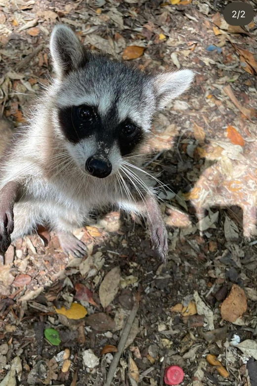 Celestun Mangroves Boat Tour From Merida