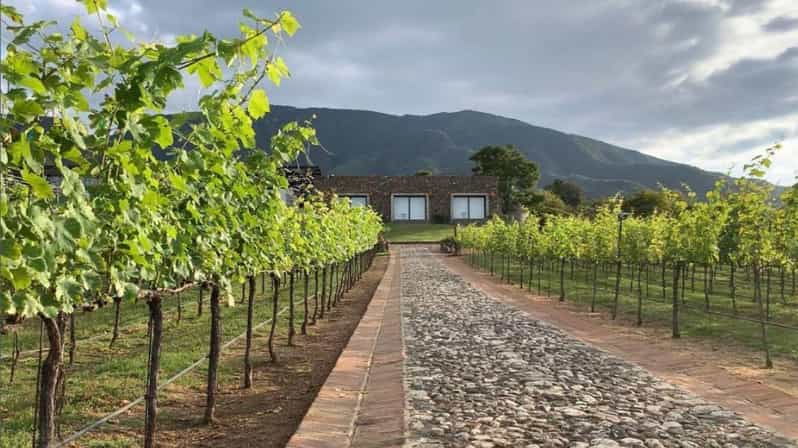 Chalapa: Vineyards Tour