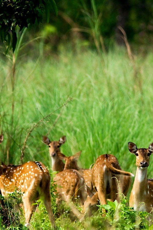 Chitwan 1 Night 2 Day Wildlife Adventure