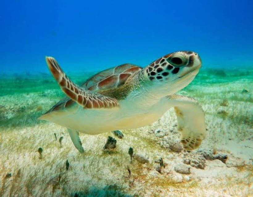 Coba and Turtles Adventure