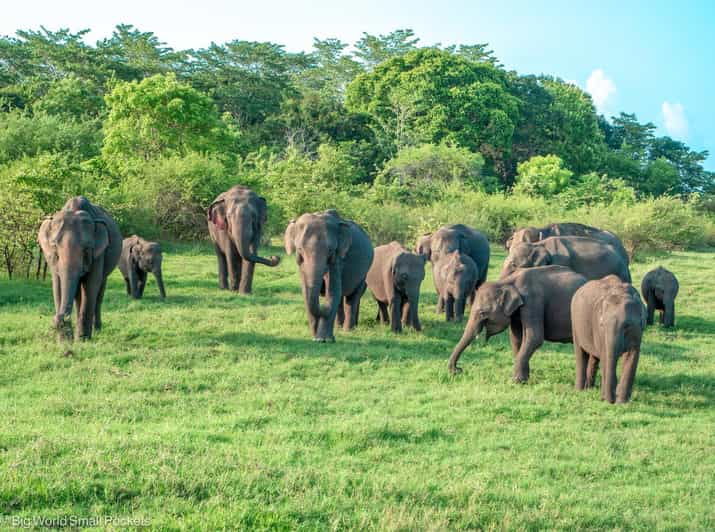 Colombo: Sigiriya, Dambulla & Elephant Safari Day Tour