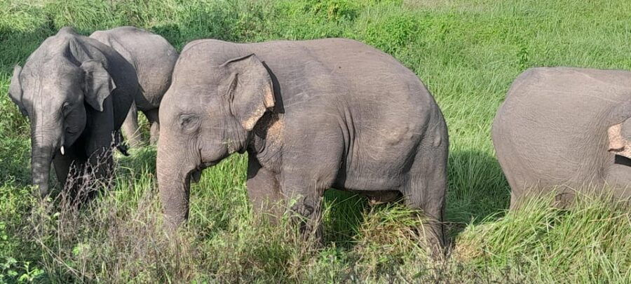 Colombo:Highlights Tour With Tasting Wild Life and Beaches