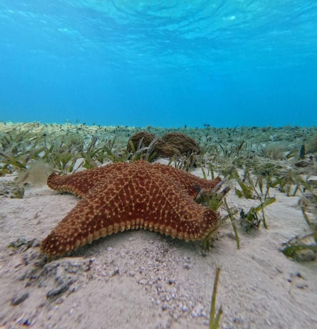 Cozumel, El Cielo: 4-Hour Shared Snorkeling Tour - Tour Overview and Pricing