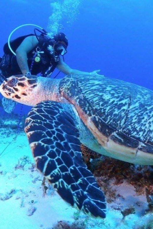 Cozumel: Night Dive for Certified Divers - Overview of Night Dive Experience