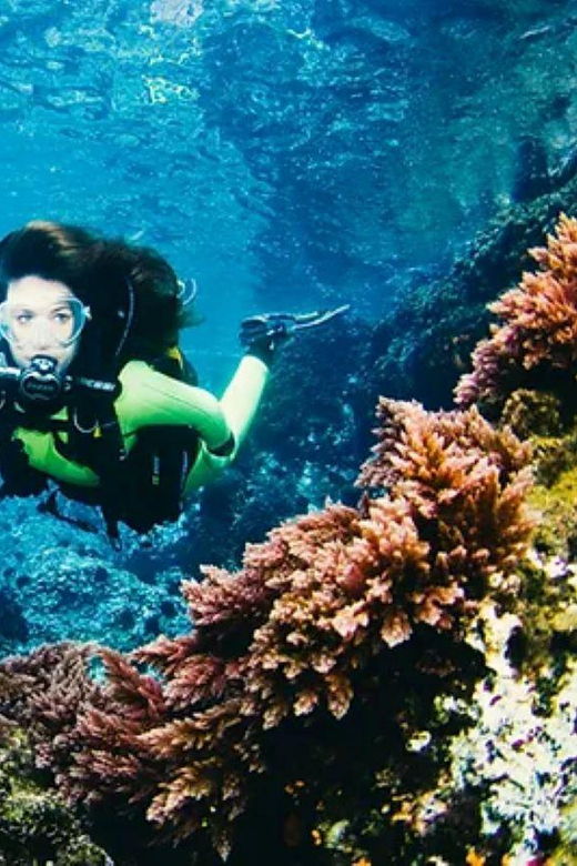 Cozumel: Twilight and Night Dive for Certified Divers