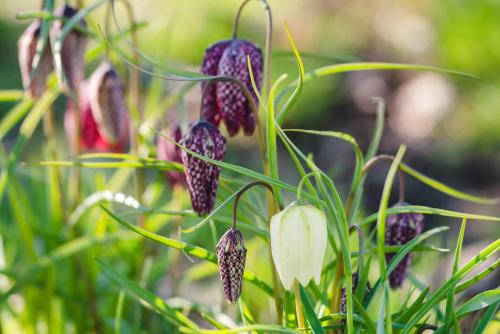 Cricklade House Hotel, Sure Hotel Collection by Best Western - Hotel Overview