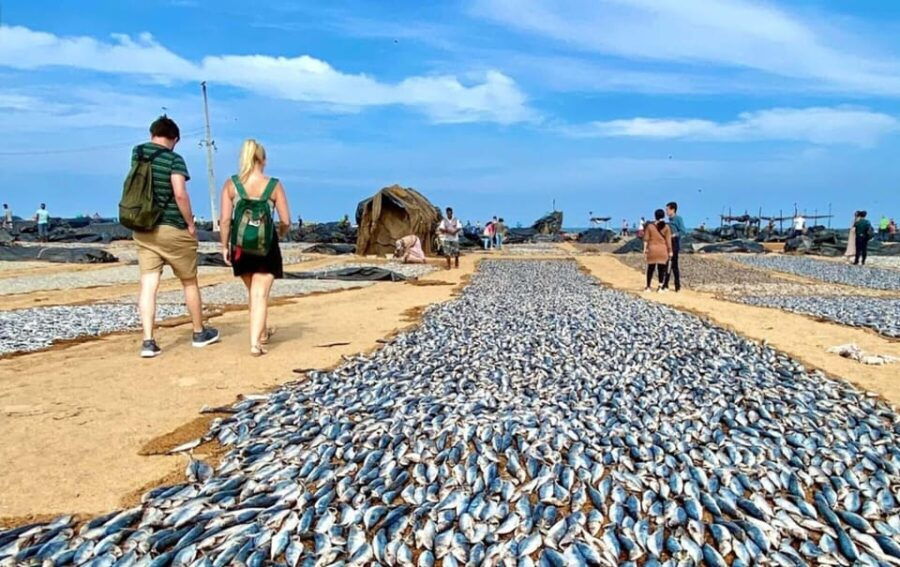 DAY TOUR - NEGOMBO - Overview of the Day Tour