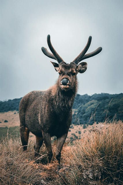 Day Tour of Horton Plains National Park With Breakfast