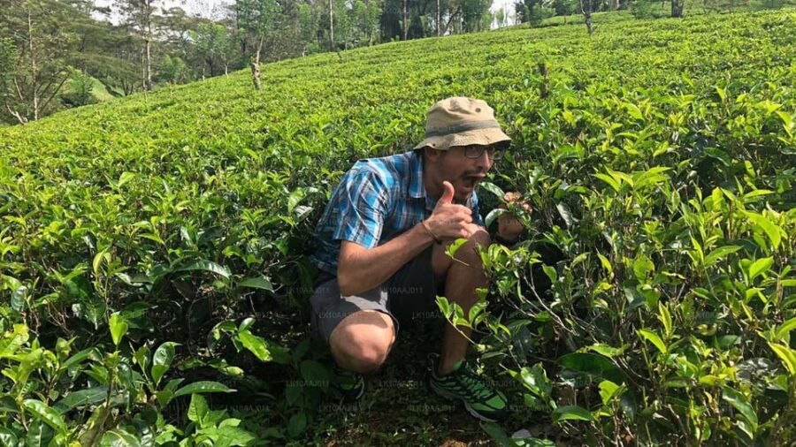 Ella Day Tour: With Tea Factory Visit From Colombo/ Negombo