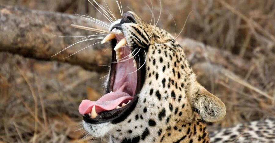 Ella: Transfer to Mirissa/Galle/Hikkaduwa & Yala Safari Tour - Tour Overview and Pricing