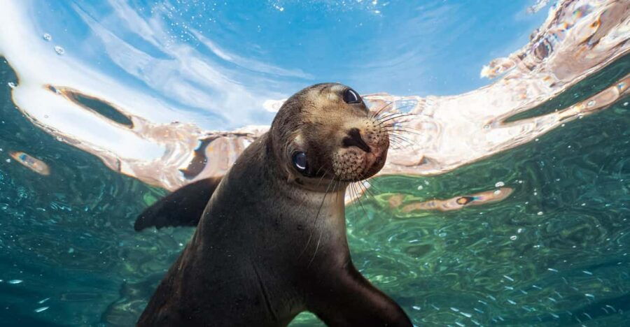 Espiritu Santo Island: Snorkeling Sea Lion Adventure - Overview and Pricing
