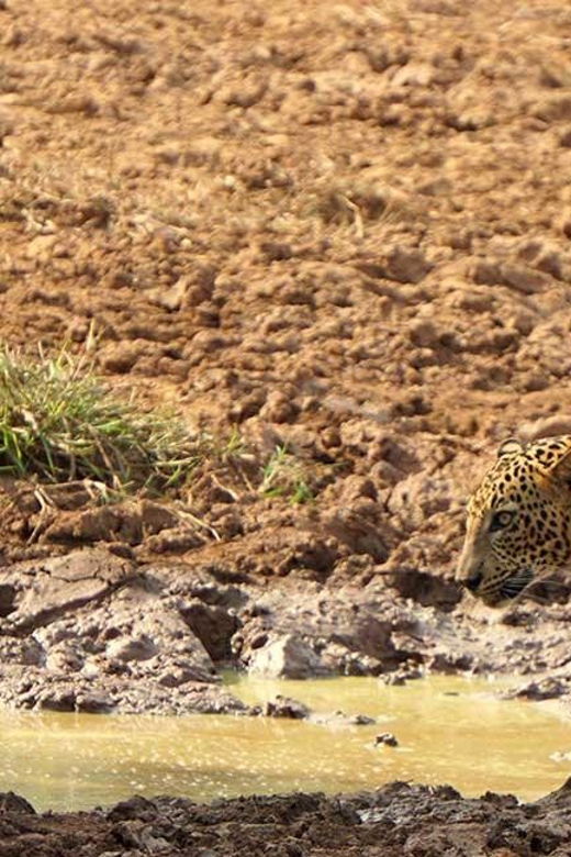 From Arugambay to Tangalle/Mirissa With Yala Leopard Safari