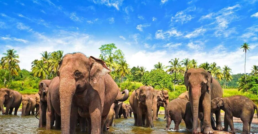 From Arugambay :- Udawalawe National Park Safari Adventure