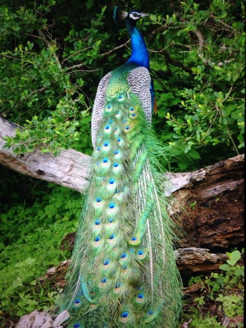 From Arugambay :- Yala National Park Safari Adventure