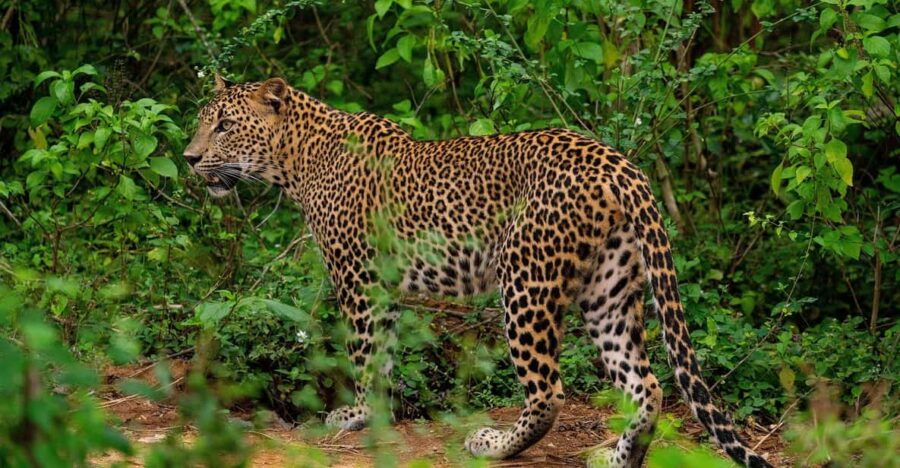 From Arugambay : Yala Safari ( 5 H ) All Inclusive W Lunch - Tour Overview