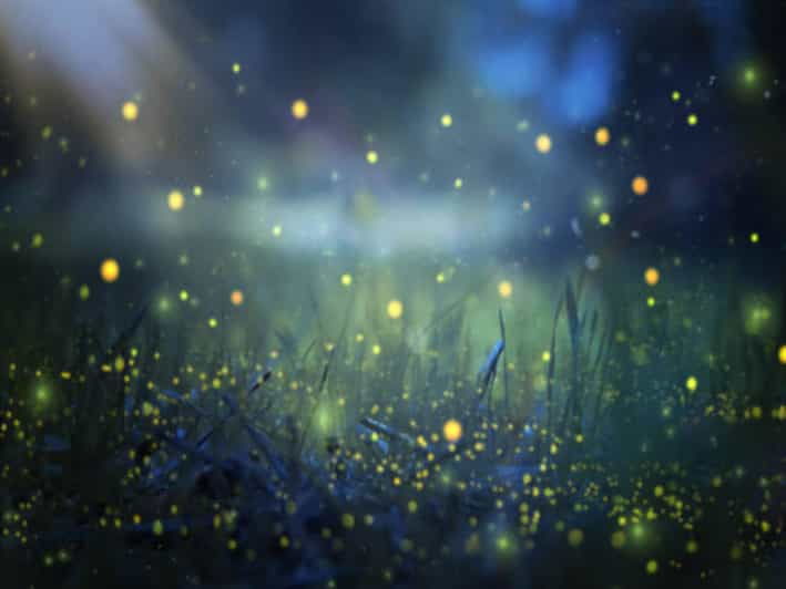 From Bali: Night Fireflies Tour & Balinese Cultures Insights - Overview of the Tour