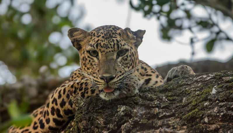From Bentota /Kalutara : Yala National Park Safari Jeep Tour