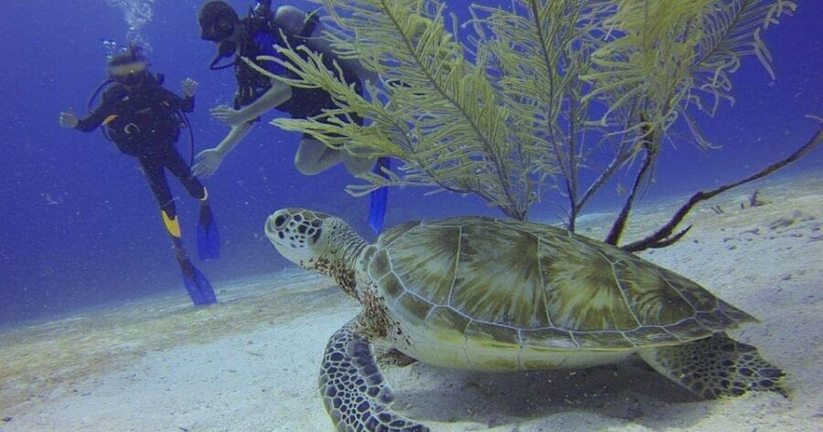 From Cancun: Puerto Morelos Diving Adventure