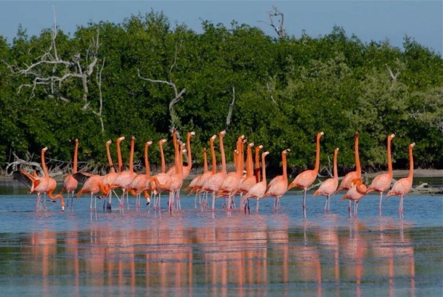 From Cancun: Rio Lagartos Y Las Coloradas Tour