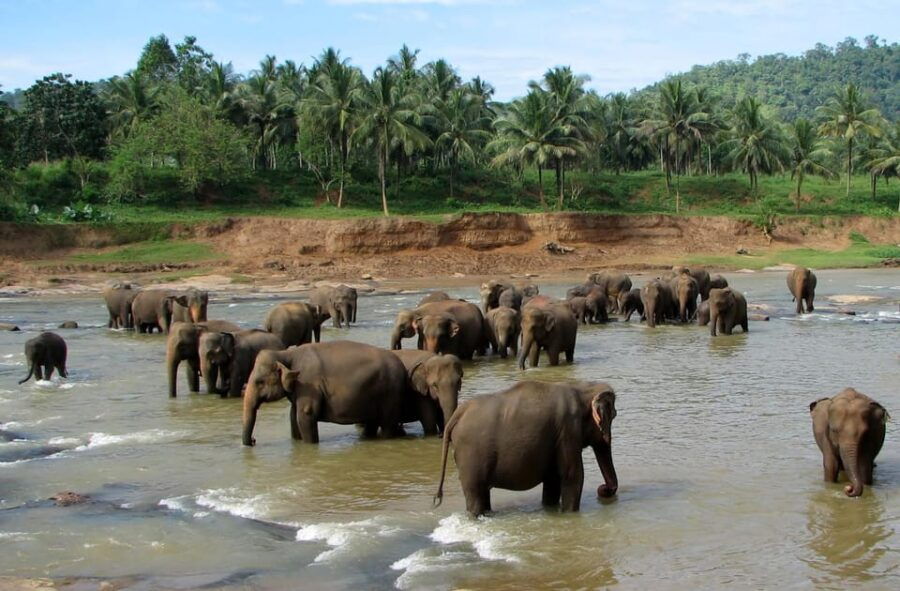 From Colombo: Kandy & Pinnawala Orphanage Short Excursions