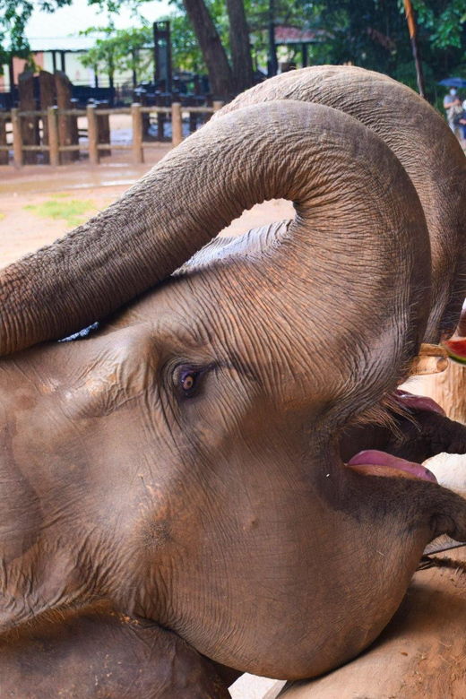 From Colombo: Kandy Short Excursions and Pinnawala Orphanage