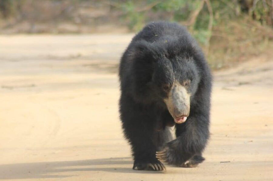From Colombo/Negombo Day Trip to Yala National Park Safari - Trip Overview and Pricing