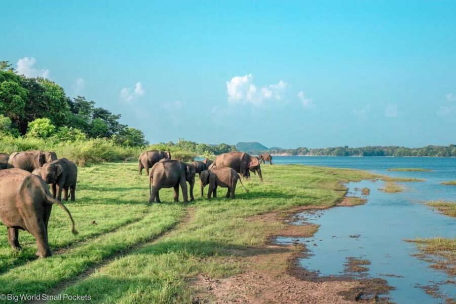 From Colombo: Sigiriya, Dambulla & Minneriya Safari Day Tour