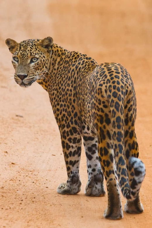 From ELLA to ARUGAM-BAY Transfer With YALA Safari Tour