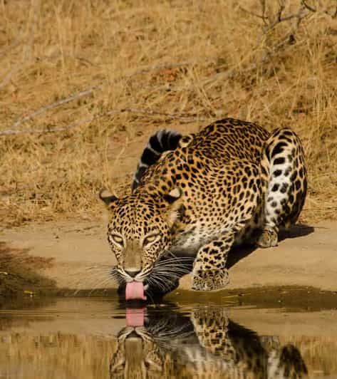 From Ella : Yala National Park Leopard Safari Tour by 4*4
