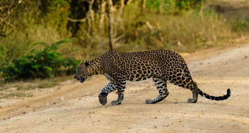 From Ella – Yala National Park Leopard Safari Tour