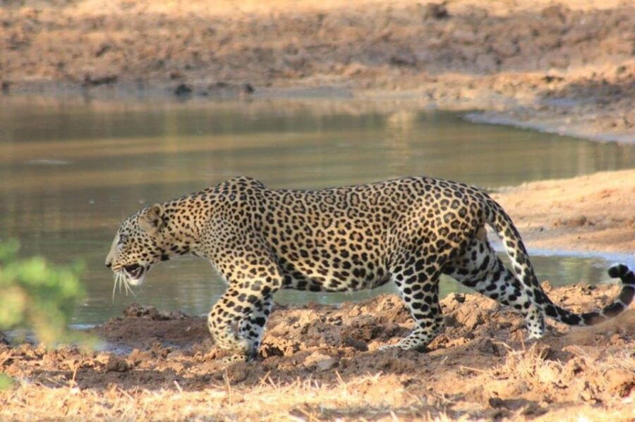 From: Ella - YALA Safari - To: Aluthgama (Special Offer) - Pricing Details