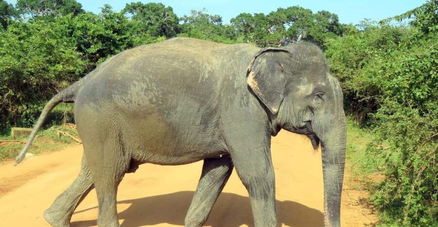 From Galle/Mirissa/Hikkaduwa- Udawalawe National Park Safari - Safari Overview and Pricing