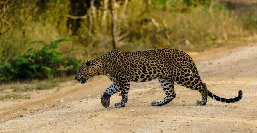 From Galle/Mirissa/Hikkaduwa : Yala National Park 4*4 Safari