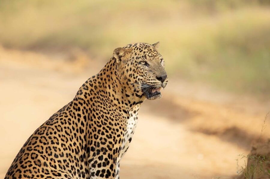From Galle/Mirissa/Hikkaduwa – Yala Safari – Drop-off : Ella