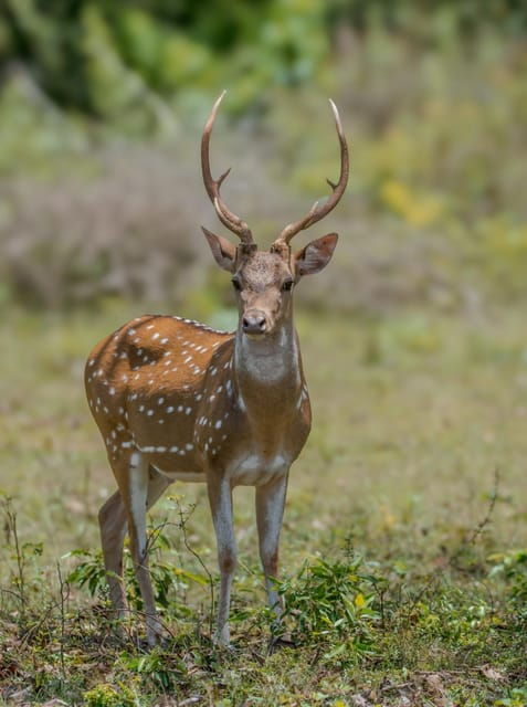 From Hambantota: Lunugamvehera National Park Wild Safari