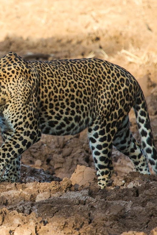 From Hambantota Port : Yala National Park Safari