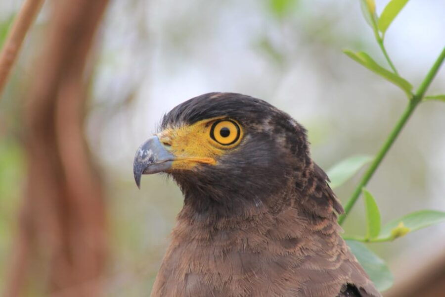 From: Hikkaduwa/ Galle/ Unawatuna/ Talpe – YALA Safari