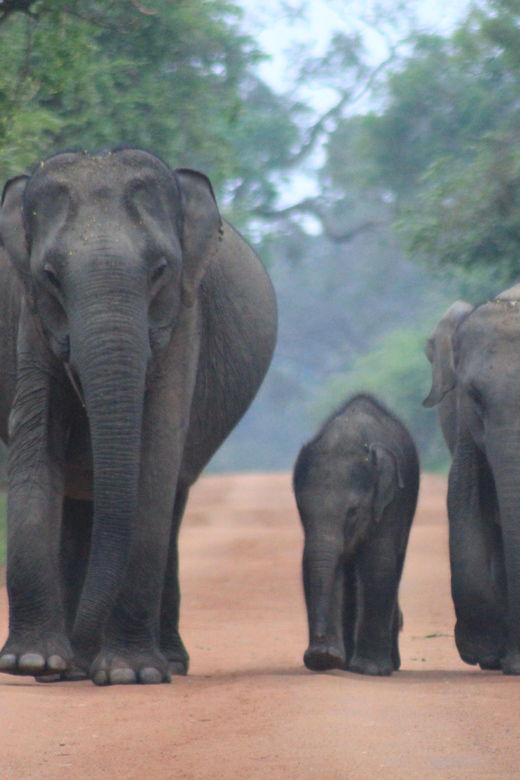 From: Hikkaduwa/ Galle - YALA Safari (Special Offer) - Pricing Overview