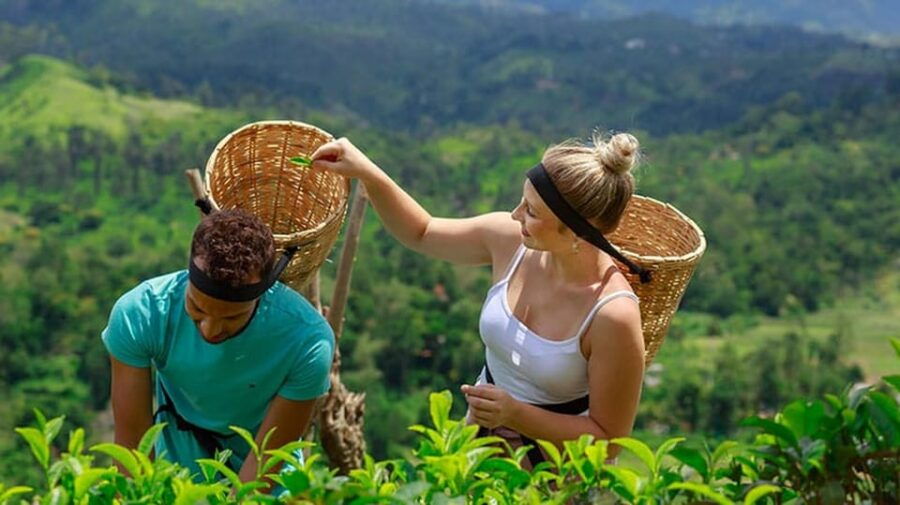 From - Hikkaduwa /Telwatta / Peraliya Day Trip To Ella - Tour Overview and Pricing