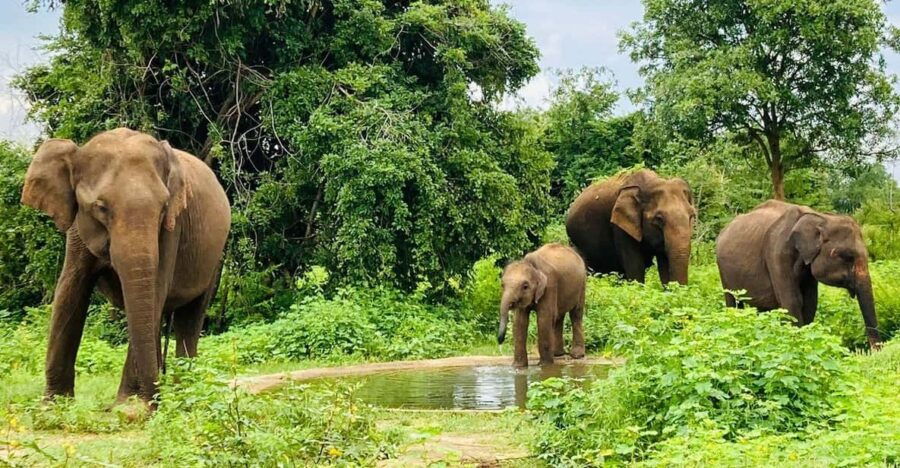 From Kandy: Sigiriya Lion Rock Fortress and Village Trip