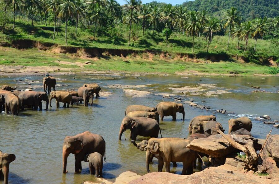 From Kandy To Pinnawala Private Day Tour