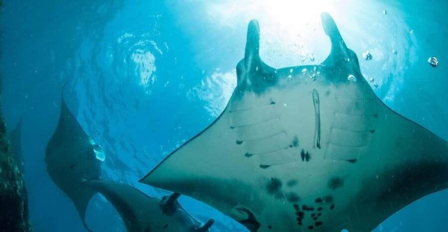 From Lembongan: Private Boat Snorkeling 4 Spots Nusa Penida - Tour Overview and Pricing