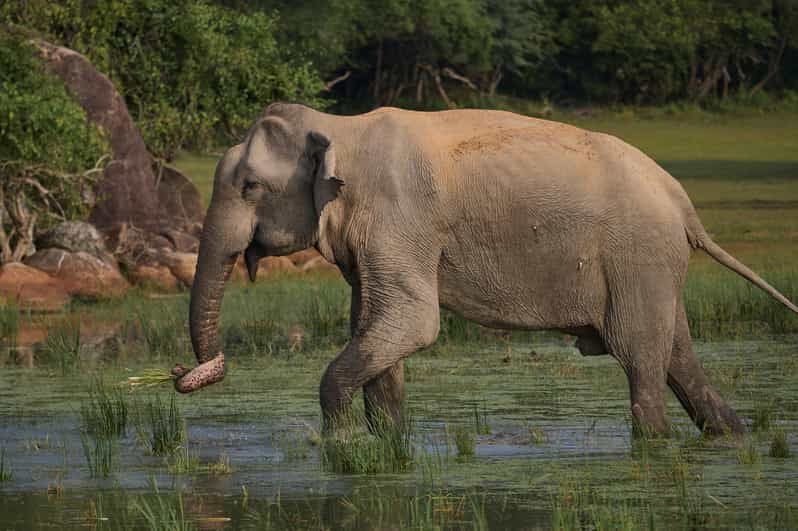 From Mirissa/Galle/Hikkaduwa: Udawalawa National Park Safari - Tour Overview and Pricing