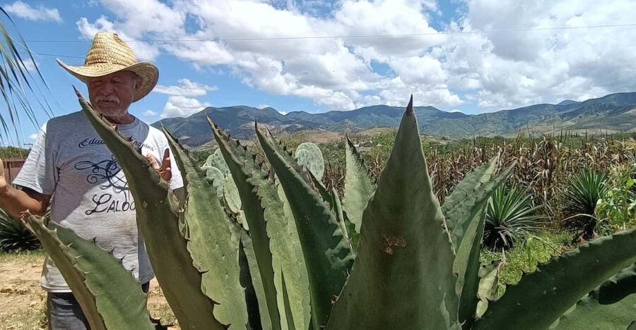From Oaxaca: Meet a Maestro Mezcalero - Activity Overview