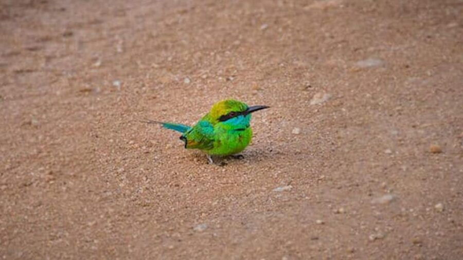 From Sri Lanka Two Day Wildlife & Culture Tour