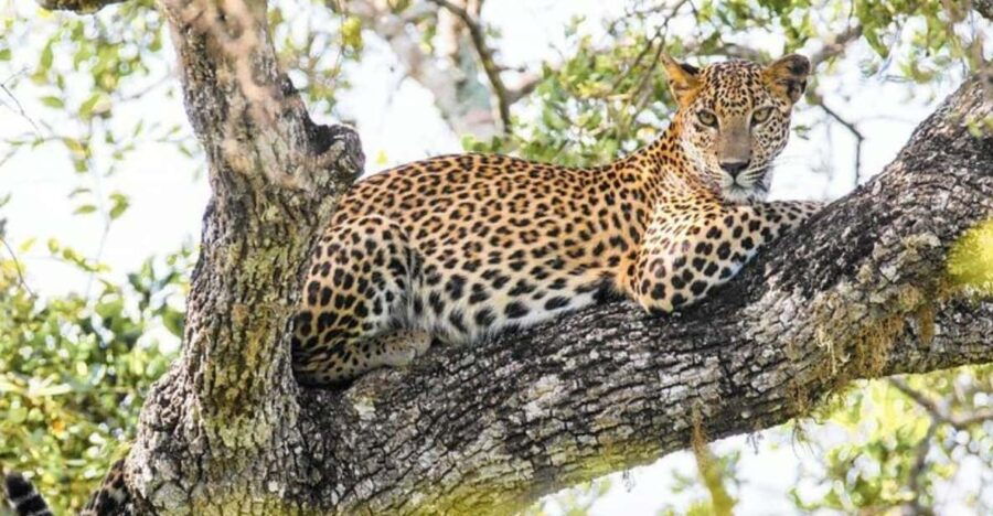 From Wilpattu: Full Day Safari at Wilpattu National Park - Overview of the Safari Experience