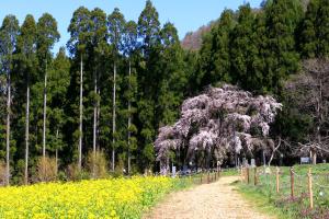 Fujiiso (Adult Only) - Overview and Location