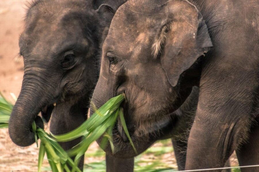 Galle/Mirissa/Hikkaduwa: Transfer to Ella & Udawalawa Safari