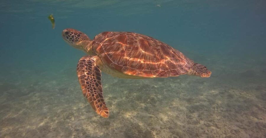 Go Pro Snorkling Trip 3 Islands.