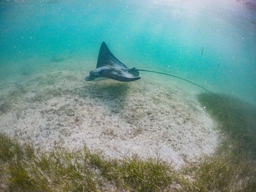 Half Day Semiprivate Snorkeling Tour With Turtles & Cenote - Tour Overview and Pricing